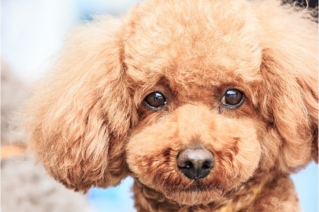 dog breeds teddy bear puppies