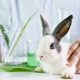 why-we-should-stop-mandatory-animal-testing
