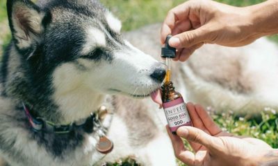 should-you-give-cbd-to-your-puppy