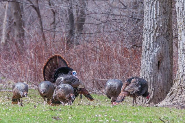 best-places-to-go-turkey-hunting