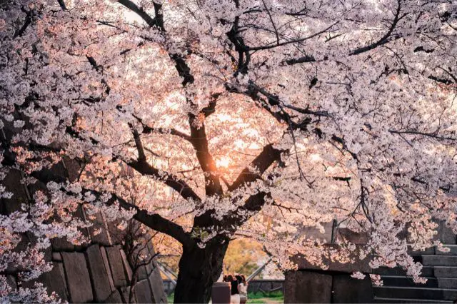 cherry-blossom-quotes