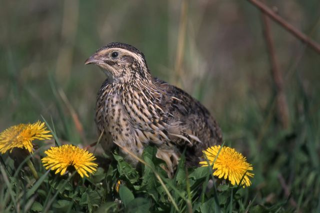 why-is-coturnix-quails-a-sustainable-choice-for-meat-and-egg-production