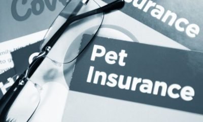 boxer-breed-and-pet-insurance