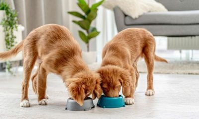 raw-feeding-guide-how-much-raw-food-to-feed-your-pet