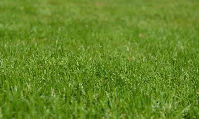 Why a Push Mower Might Be the Best Choice for Your Lawn