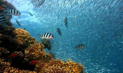 Fish Farms vs. Wild Catch What’s Better for the Environment