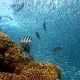 Fish Farms vs. Wild Catch What’s Better for the Environment