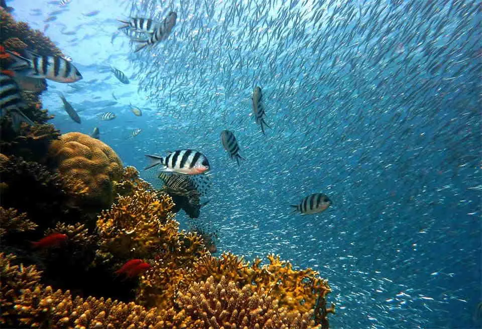 Fish Farms vs. Wild Catch What’s Better for the Environment