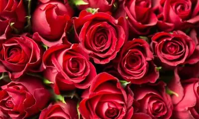 Rose Bouquet Flower timeless elegance for every occasion