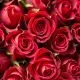 Rose Bouquet Flower timeless elegance for every occasion